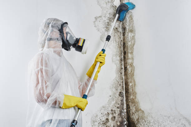 Mold Removal and Inspection in Grove City, OH