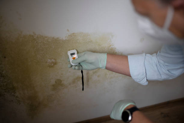 Best Commercial Mold Removal  in Grove City, OH