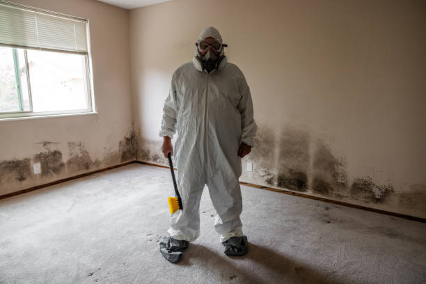 Best Toxic Mold Removal  in Grove City, OH