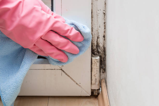 Professional Mold Removal in Grove City, OH