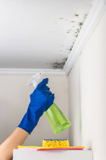 Best Mold Removal and Inspection  in Grove City, OH